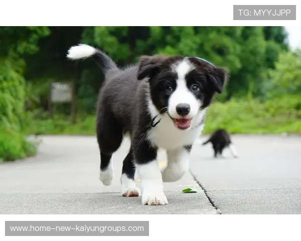 世界冠军跑步带狗拉爆全场：运动与萌宠的完美交汇